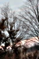 [picture: Blurry trees]