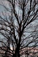 [picture: Closer tree]