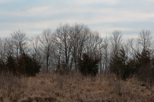 [Picture: Row of trees on the ridge]