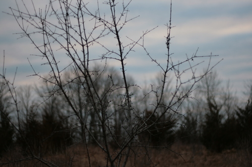 [Picture: Thorn bush 2]