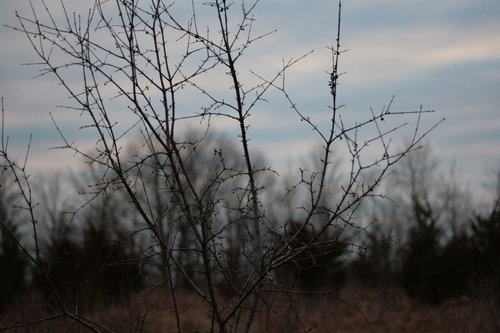 [Picture: Thorn bush 3]