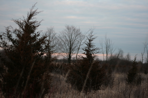 [Picture: Sunset grasses 1]