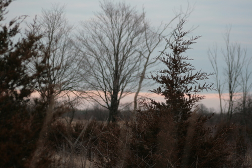 [Picture: Sunset grasses 2]