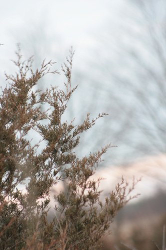 [Picture: Winter fir]