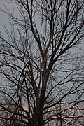[Picture: Closer tree]