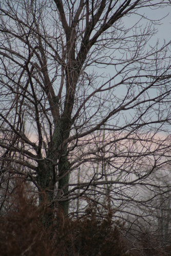 [Picture: Winter sunset tree]