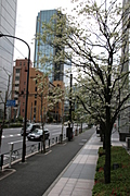 [Picture: Blossom 1]
