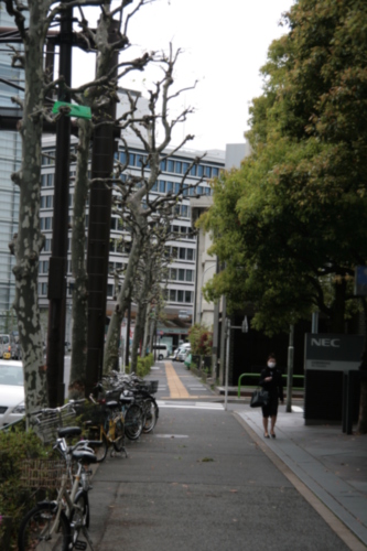 [Picture: Trees lining side street]