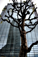 [Picture: Tree by tall tower]