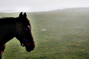 [picture: Horse 4]