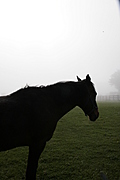 [Picture: Horse 1]