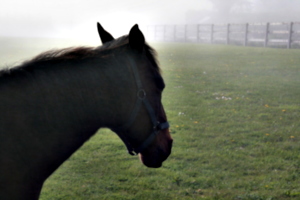 [Picture: Horse 2]