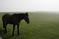 [Picture: Horse 6]