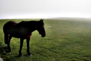 [Picture: Horse 6]