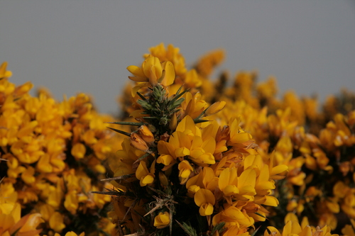 [Picture: Gorse 1]