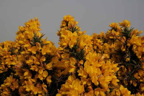 [Picture: Gorse 2]