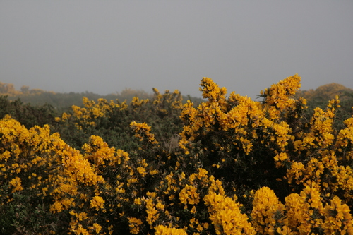 [Picture: Gorse 3]