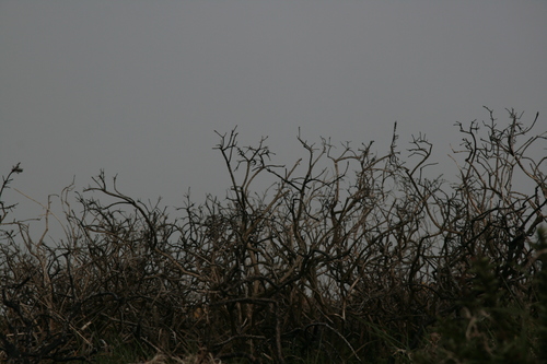 [Picture: Dead thorn bushes 1]