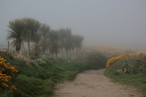 [Picture: Path through the mist 3]