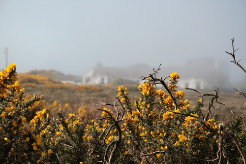 [Picture: Gorse]