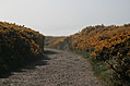 [Picture: Path through the gorse]
