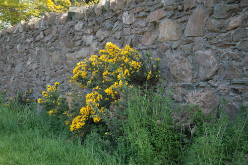 [Picture: Flowers in an old stone wall 1]