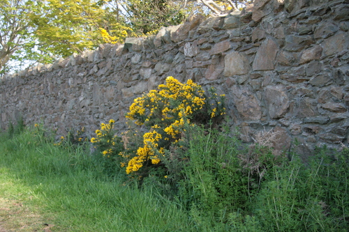 [Picture: Flowers in an old stone wall 2]