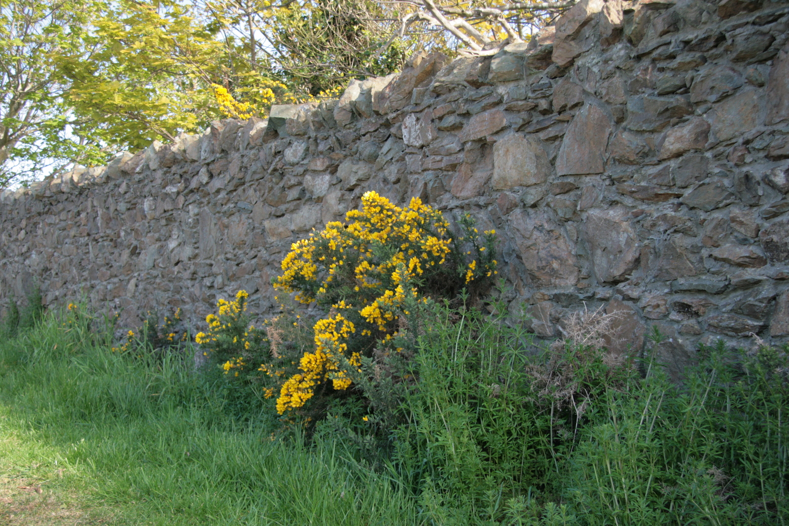 [Picture: Flowers in an old stone wall 3]