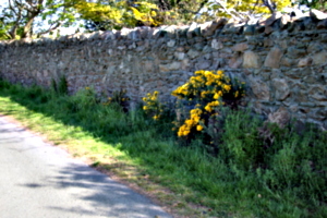 [Picture: Flowers in an old stone wall 4]