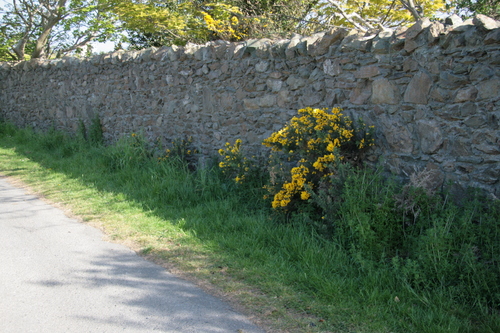 [Picture: Flowers in an old stone wall 4]