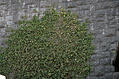 [Picture: Ivy on a stone wall 1]