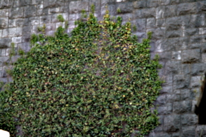 [Picture: Ivy on a stone wall 1]