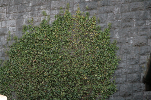 [Picture: Ivy on a stone wall 1]