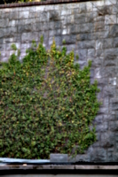 [Picture: Ivy on a stone wall 2]