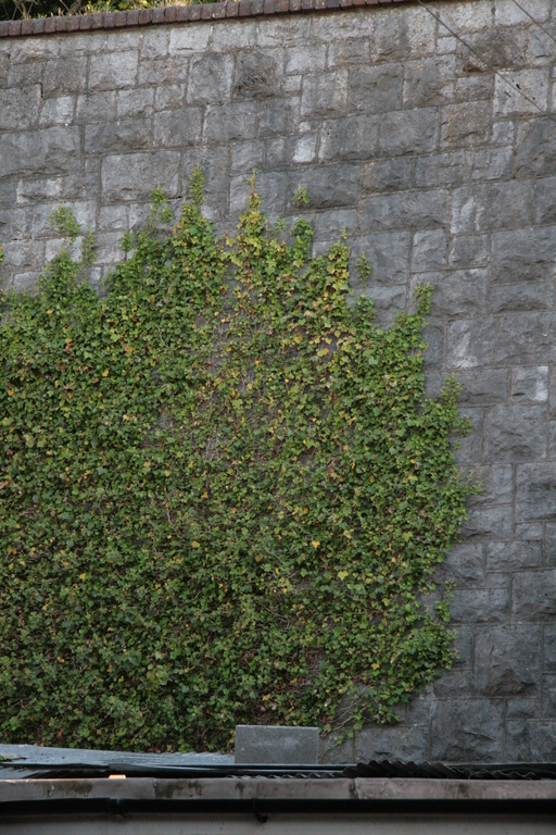 [Picture: Ivy on a stone wall 2]
