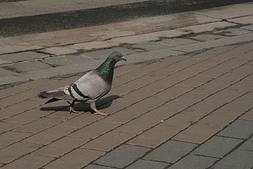 [Picture: Pigeon 1]