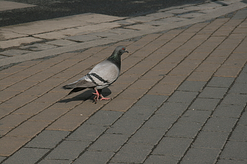 [Picture: Pigeon 2]
