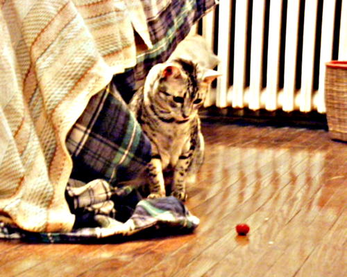 [Picture: Cosmos likes to play with this cat-toy. (Copyright CatamountClyde Studios 2001)]