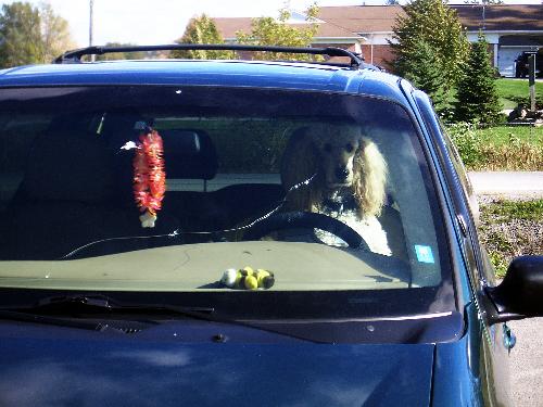 [Picture: Poodle Driver]