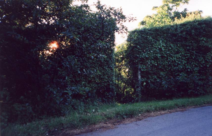 [Picture: Gate in the Hedge]